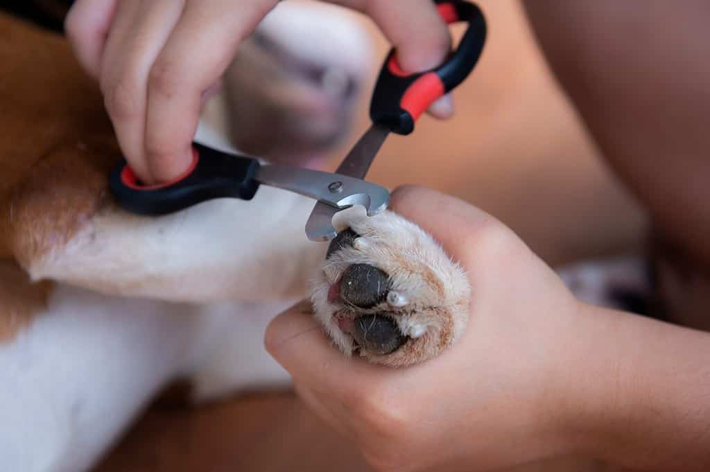 Tagliare gli artigli dei cani. Tagliare le unghie lunghe di un cane