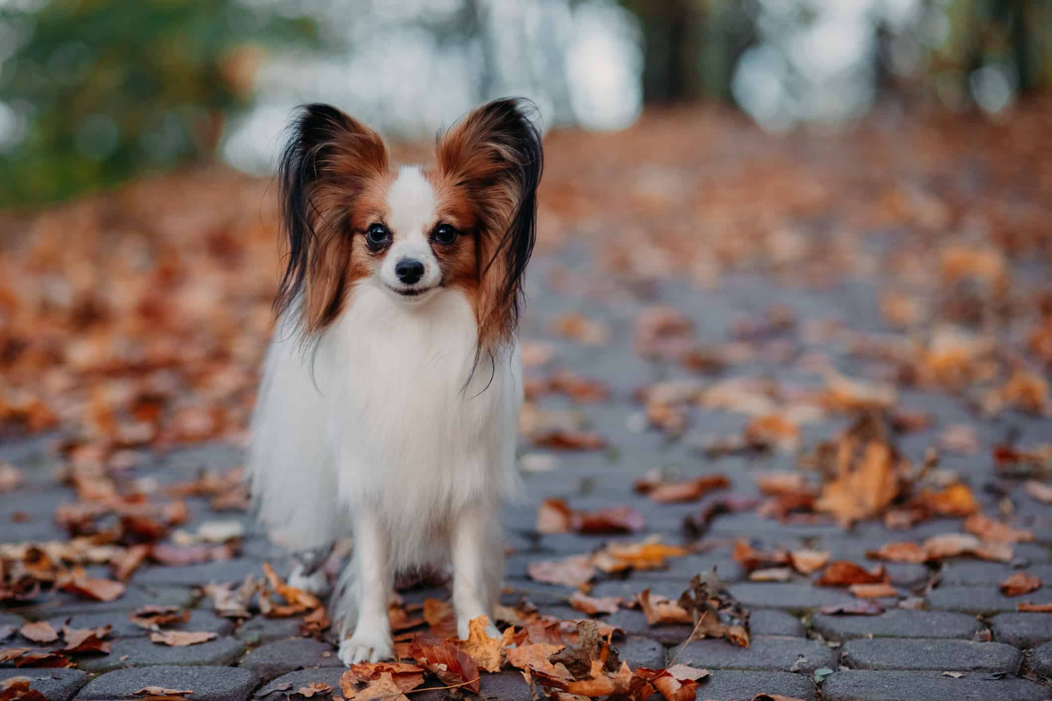 Il simpatico cane dal pelo bianco castano è in autunno ricoperto di foglie arancioni del parco. Cane farfalla Papillon