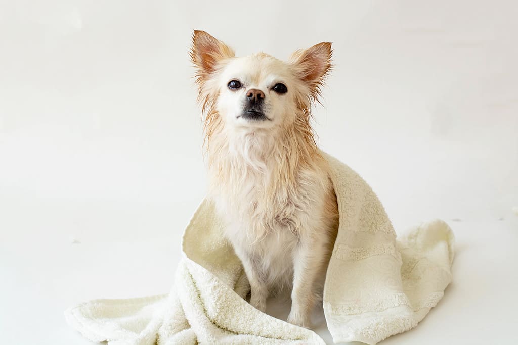 Carino Chihuahua bagnato dopo un bagno si siede avvolto in un asciugamano, isolato su uno sfondo bianco.  Lavare il tuo animale domestico.