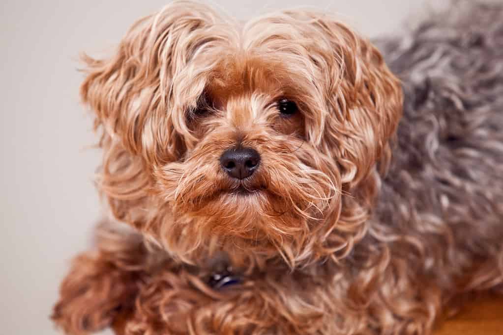 Il cane Shaggy Yorkie guarda attentamente la telecamera