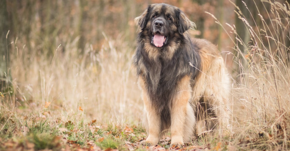 Leonberger in piedi in campo. Cani come i San Bernardo