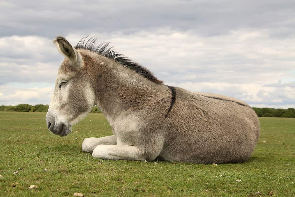 riposo dell'asino selvatico della nuova foresta