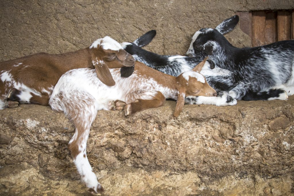 Capretti domestici che dormono nella stalla