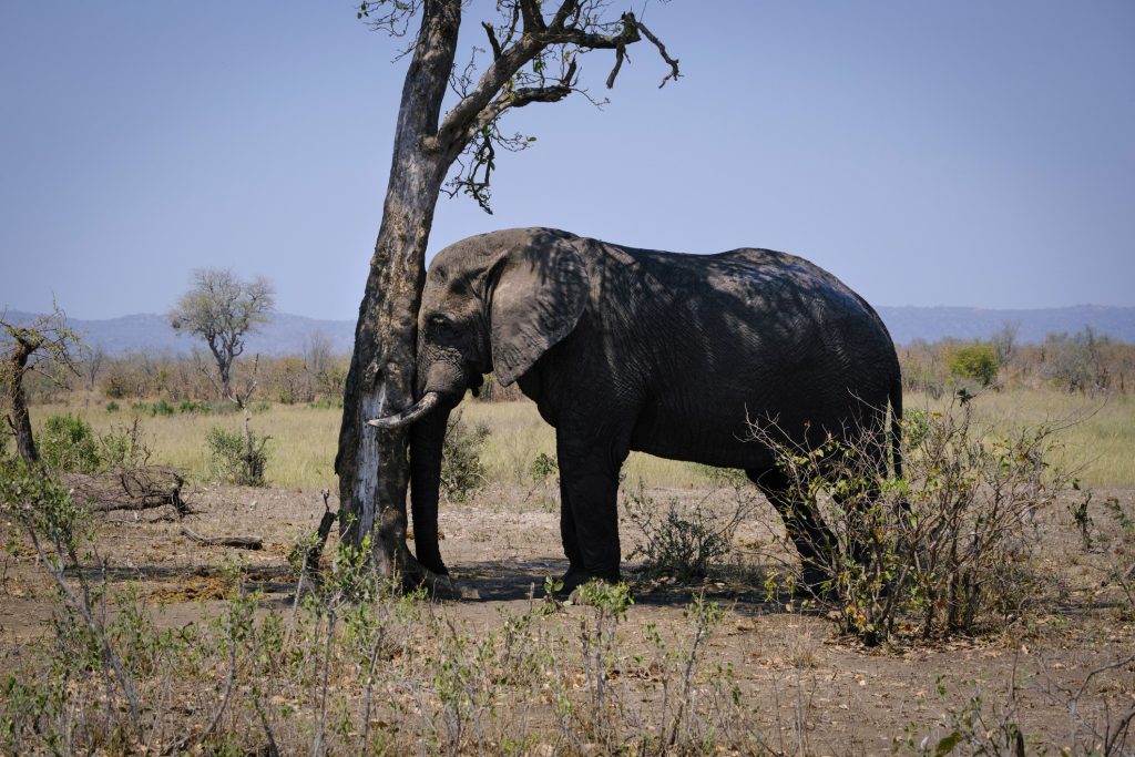 Veduta dell'elefante addormentato e in piedi