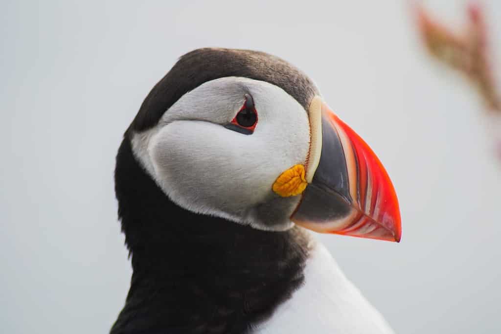 Primo piano/vista verticale dettagliata della testa dell'uccello del puffino artico o atlantico con becco arancione. Sfondo bianco. Scogliera di Latrabjarg, fiordi occidentali, Islanda