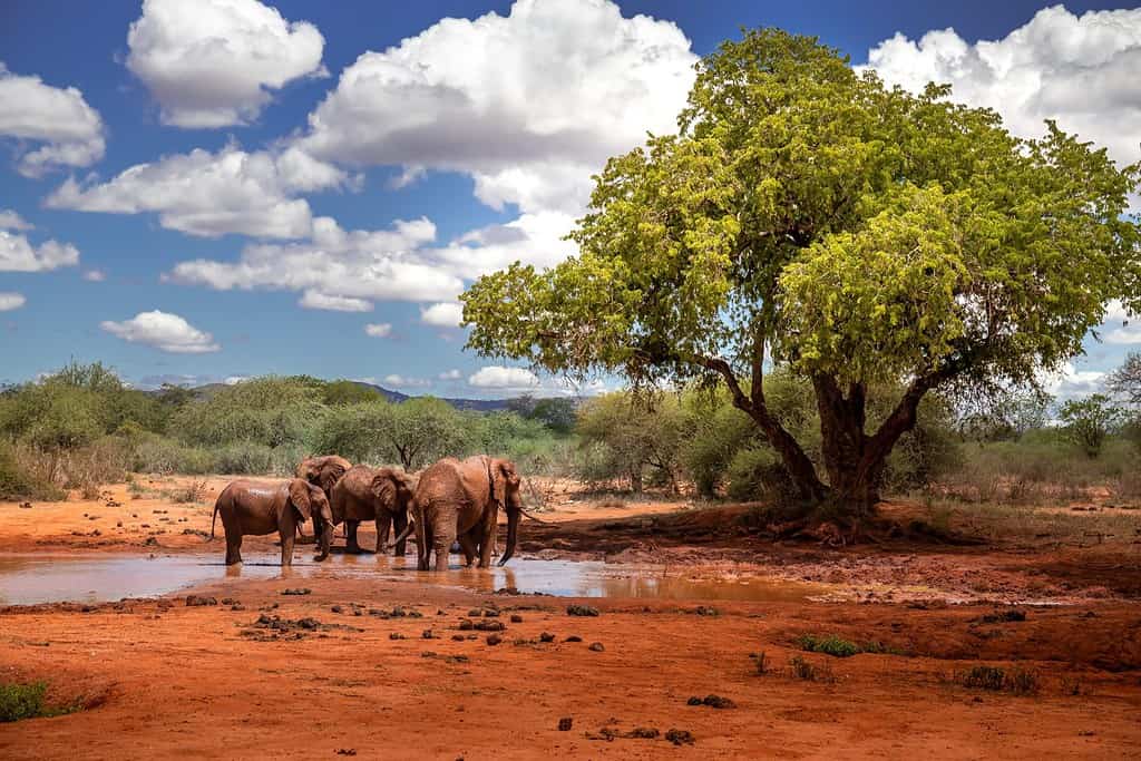 Famiglia di elefanti in uno splendido paesaggio dell'Africa, Kenya. Qui nel Parco Nazionale Tsavo. Una mandria con molti animali alla pozza d'acqua. Safari, safari nella savana