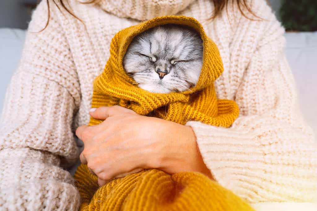 Donna in maglione accogliente che tiene il simpatico gatto in plaid. Gatto che riposa e si riscalda sotto una morbida coperta durante il freddo autunno o inverno. Immagine calda e accogliente