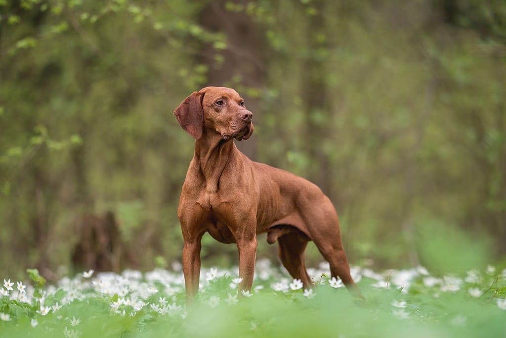 Un cane maschio ungherese Vizsla in piedi tra fiori bianchi sullo sfondo di una lussureggiante foresta primaverile. Guardando lontano