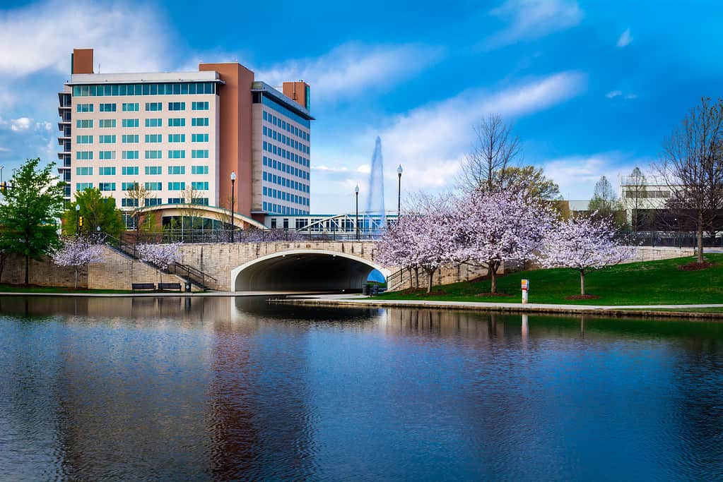 Grande parco primaverile in fiore