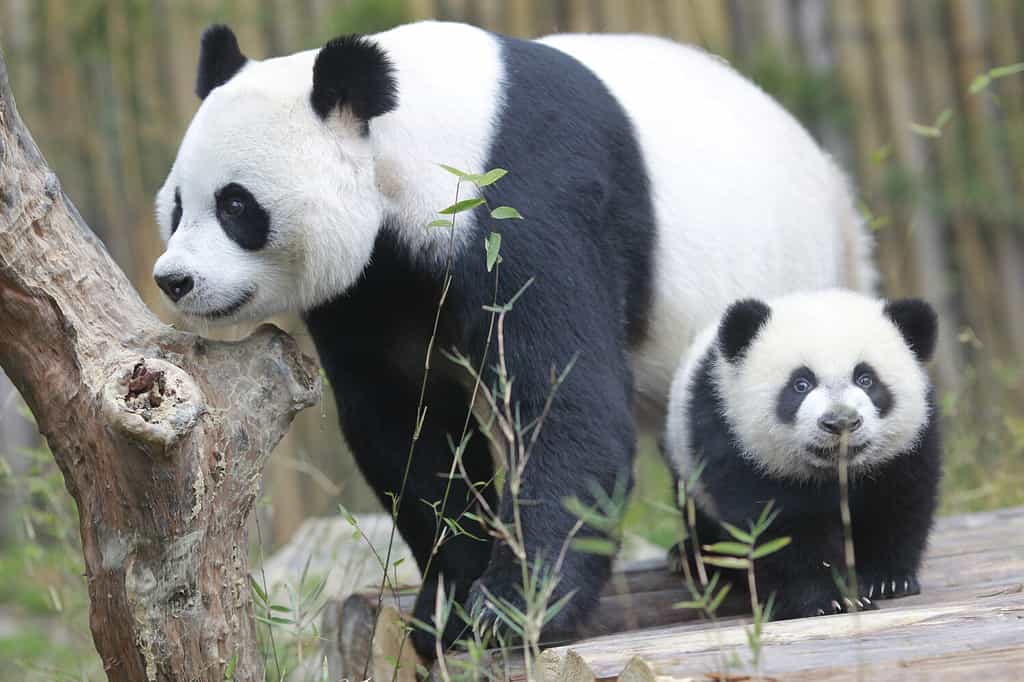 TRIPLETTI DI PANDA MEZZA COMPLEANNO I gemelli, che hanno raggiunto i 6 mesi di età l'1 febbraio, sono stati il quarto gruppo di gemelli di panda gigante nati con l'aiuto di procedure di inseminazione artificiale in Cina.