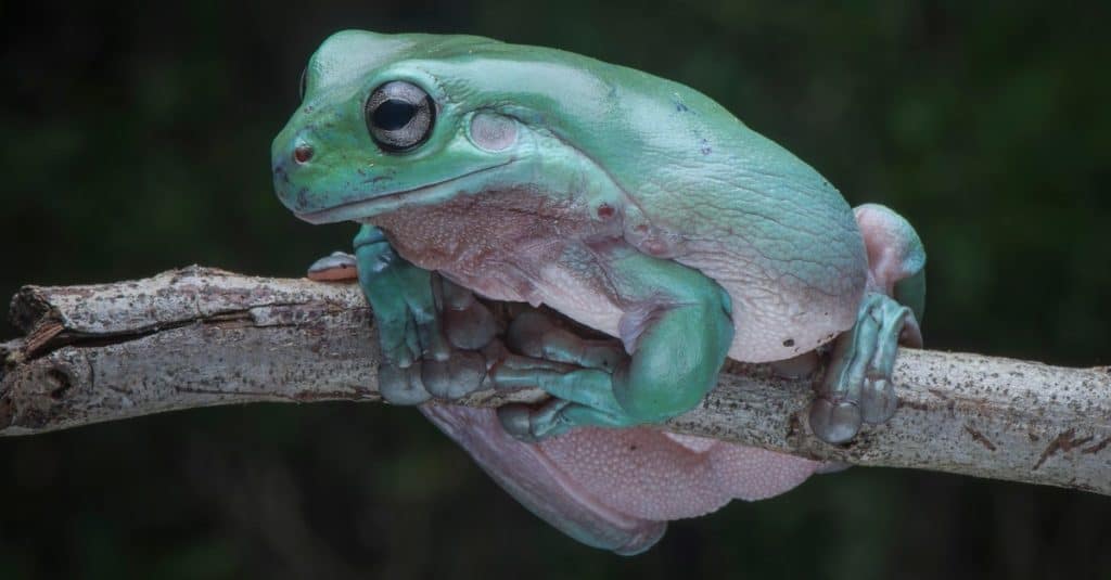 La raganella del bianco, conosciuta anche come la raganella tozza o la raganella sorridente