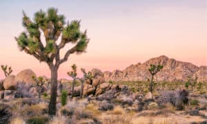 Parco nazionale di Joshua Tree - Paesaggio