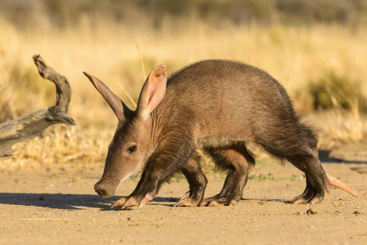 Aardvark (Orycteropus afer), giovane individuo che cammina, Namibia. Foto d'archivio individuale in cattività e salvata
