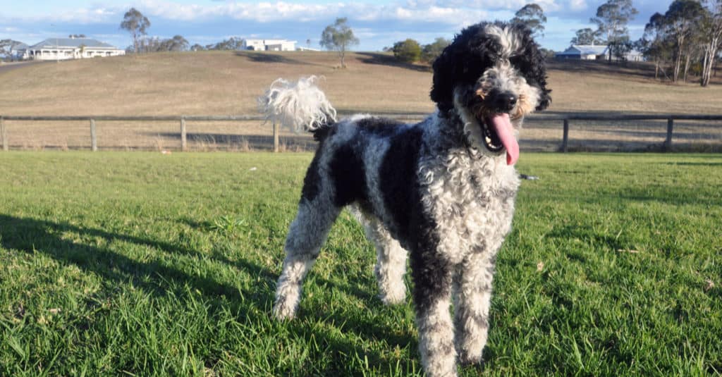 Schnoodle in piedi nell'erba