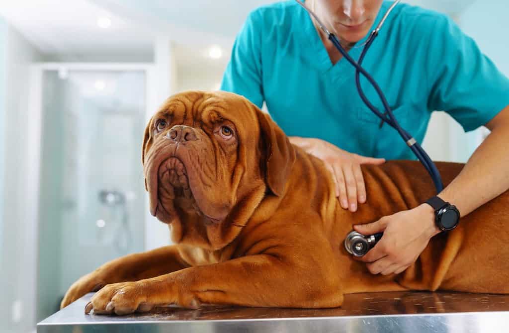 Giovane veterinario che controlla il cane sul tavolo in clinica veterinaria. Assistenza sanitaria, trattamento medico degli animali domestici. Dogue de bordeaux.