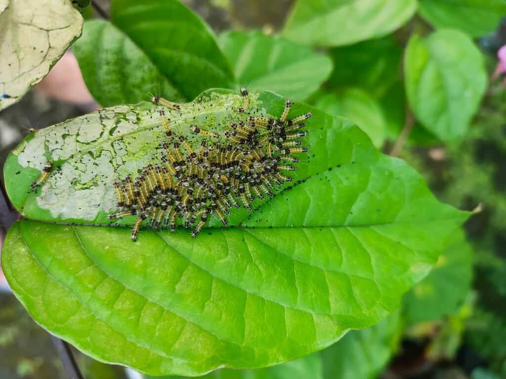 Larva o vermi con una foglia verde assemblata e mangiano foglie. Parassita in congedo, molti bruchi su foglie verdi