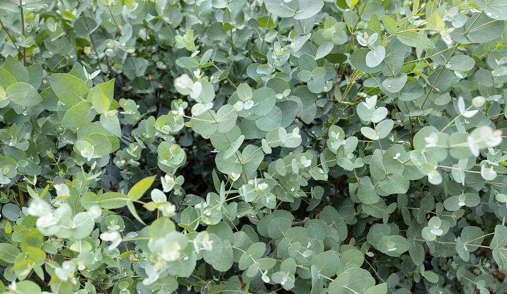 Sfondi, Bellezza, Botanica, Ramo - Parte vegetale, Luminoso