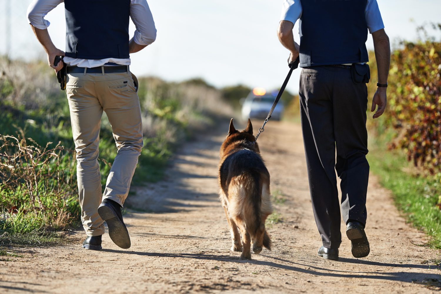 Camminando lungo la scena del crimine. Vista posteriore di due poliziotti e un cane che camminano lungo una strada rurale.