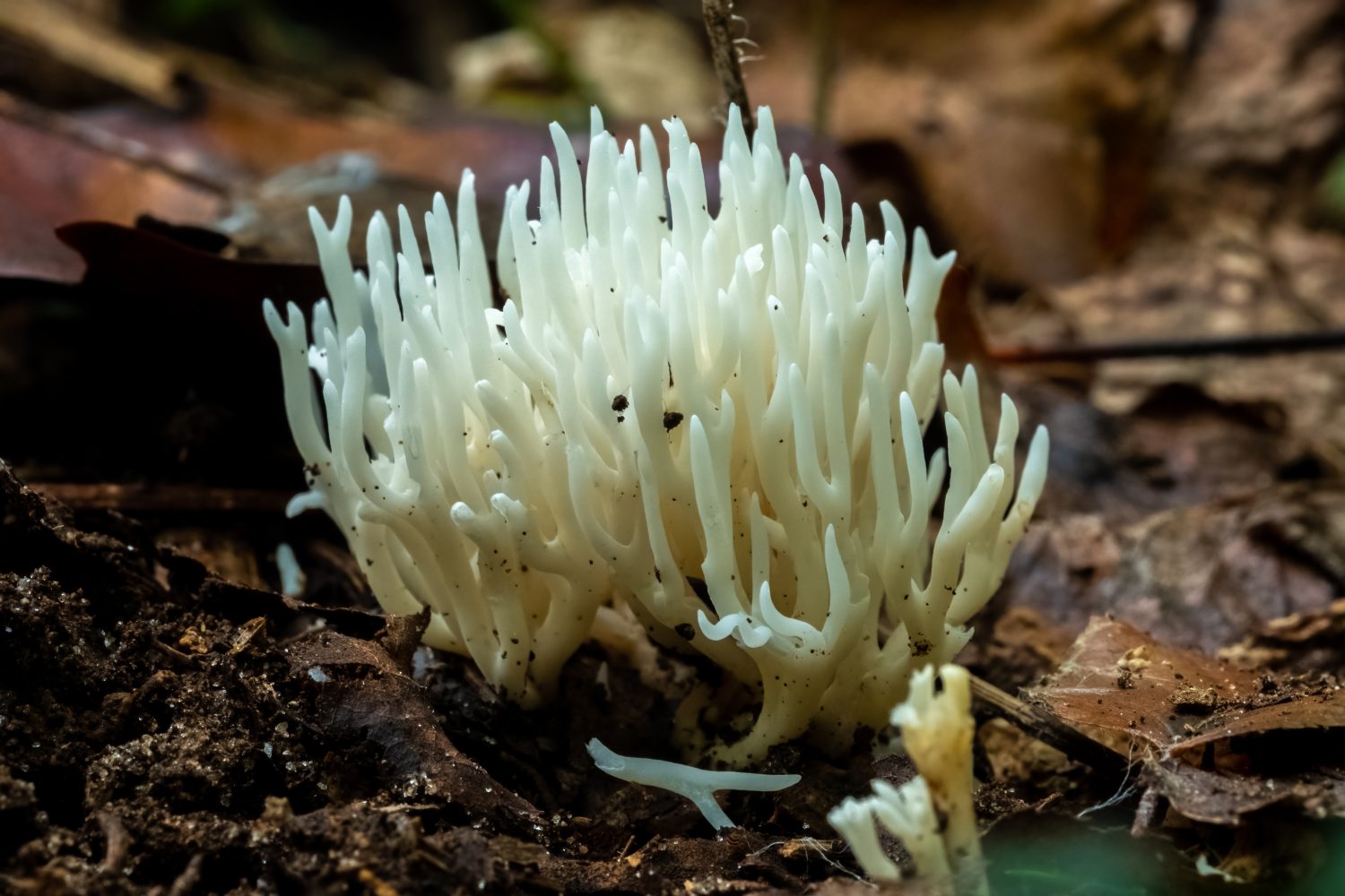 Il fungo del corallo bianco (Ramariopsis kunzei) cresce nella foresta durante l'autunno. Raleigh, Carolina del Nord.