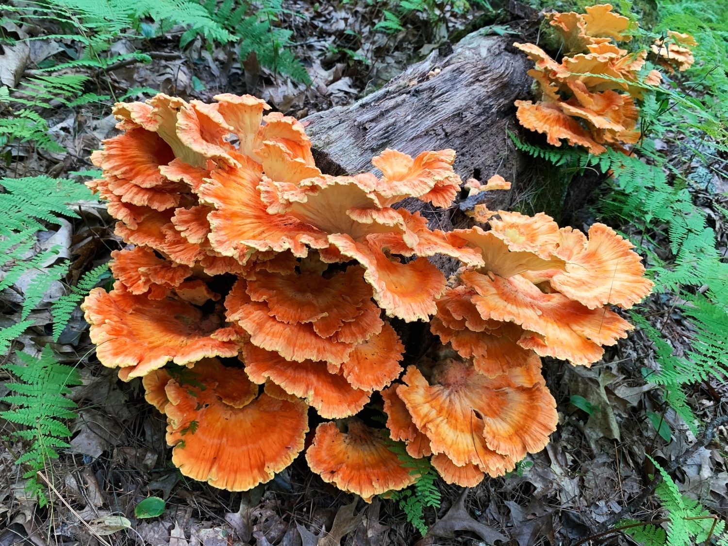 Fungo Pollo dei Boschi (Sulphur Shelf) Parte dei conchi - classe di funghi polipori. Nessuna ifa scheletrica che lo rende commestibile. Crescita della foresta decidua. Genere Laetiporus.
