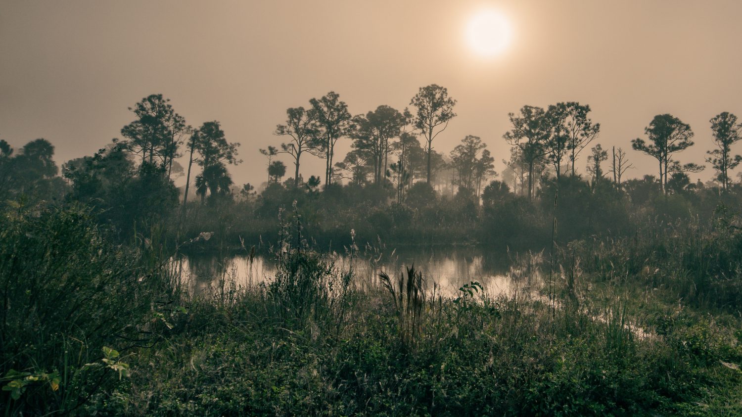 Mattinata nebbiosa nella palude delle Everglades | Riserva nazionale di Big Cypress, Florida, Stati Uniti