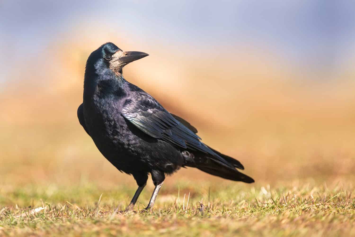 Ritratto della torre eurasiatica (Corvus frugilegus). Torre sulla terra in cerca di cibo.