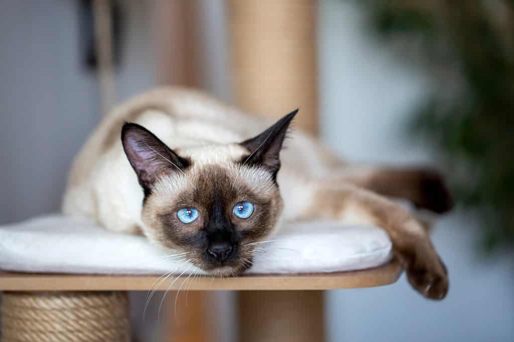 Animale da compagnia, gattino siamese