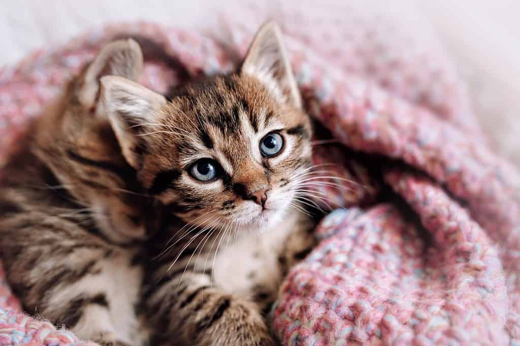 Una coppia di gattini felici dormono insieme in una comoda coperta.  Gattini che si amano.  Affascinante sguardo felino
