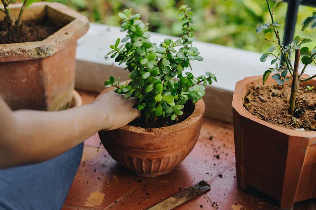 Riordino a mano un vaso per piante di giada. Fila di piante in vaso su un balcone, concetto di giungla urbana