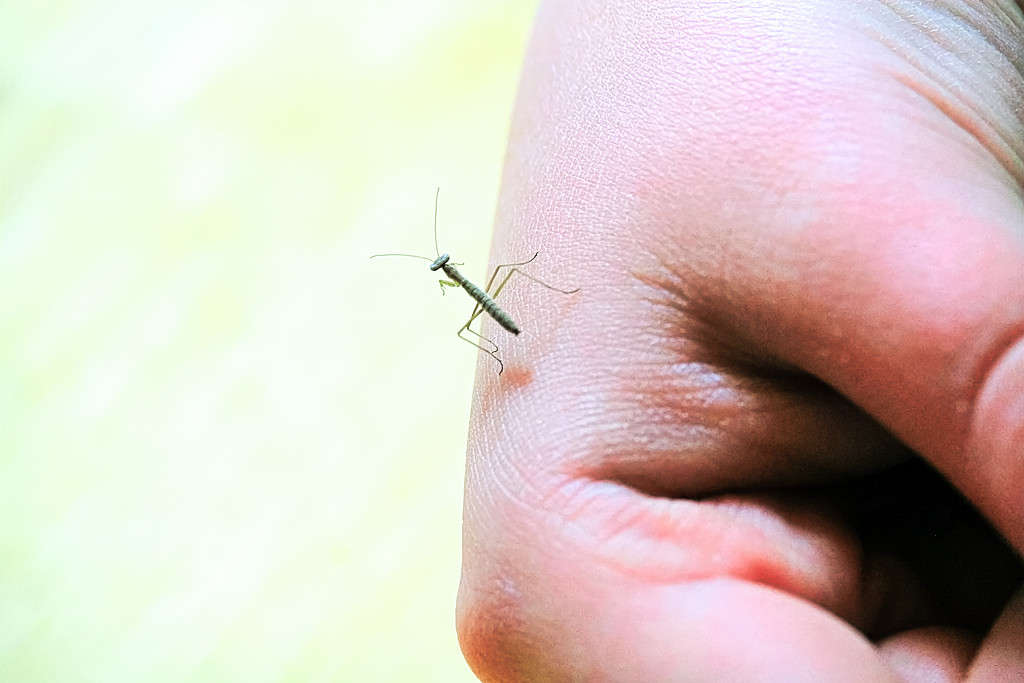Una piccola mantide religiosa su una mano