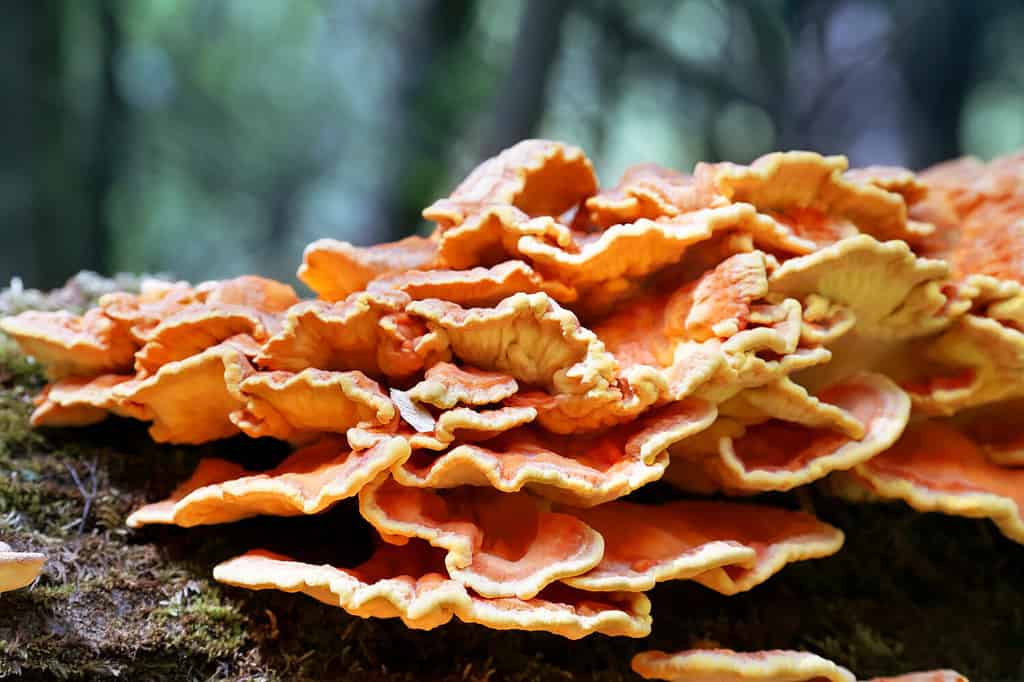 Laetiporus sulphureus, granchio dei boschi, poliporo di zolfo, scaffale di zolfo o pollo dei boschi. Primo piano dei funghi su un albero caduto nella foresta. Messa a fuoco selettiva morbida.