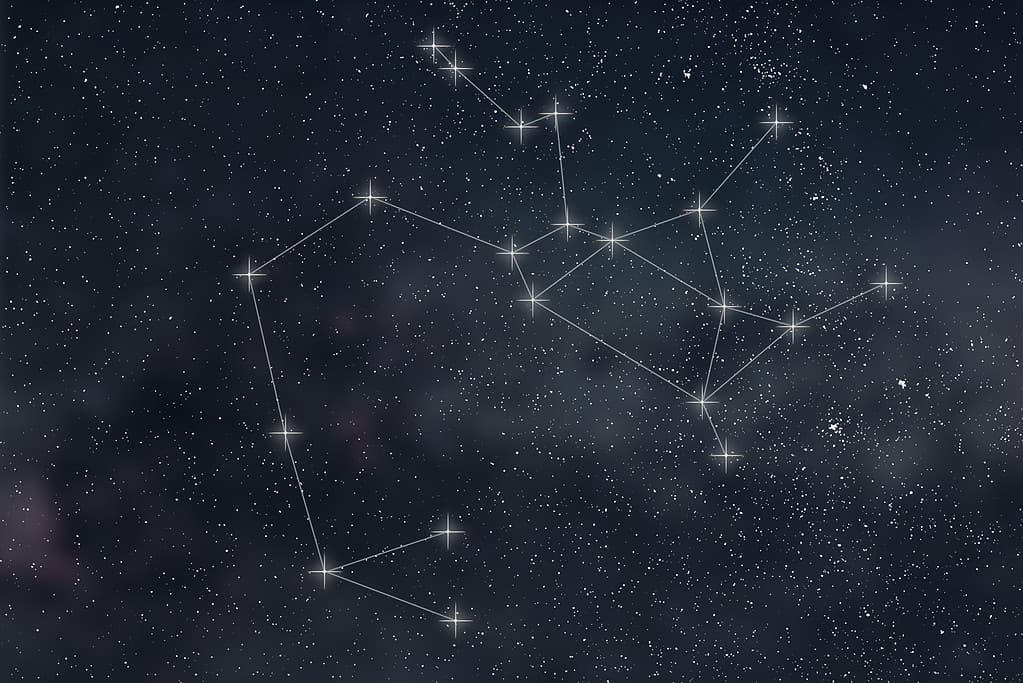 fiori e piante che rappresentano il sagittario