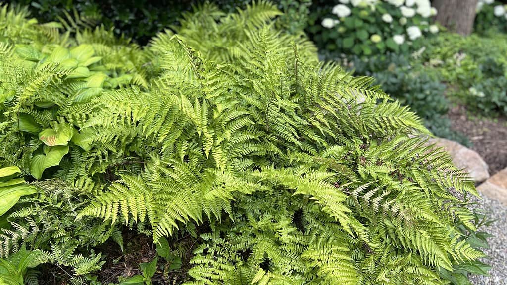 fiori e piante che rappresentano la Bilancia