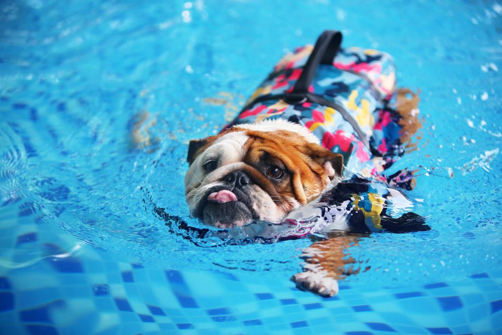 Bulldog inglese che indossa giubbotto di salvataggio e nuota in piscina. Nuoto del cane.