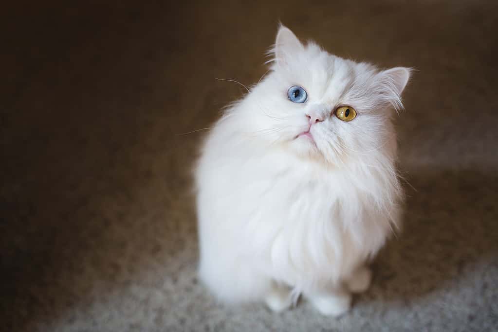 Gatto persiano bianco