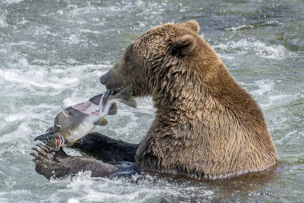 Orso bruno che mangia un salmone rosa