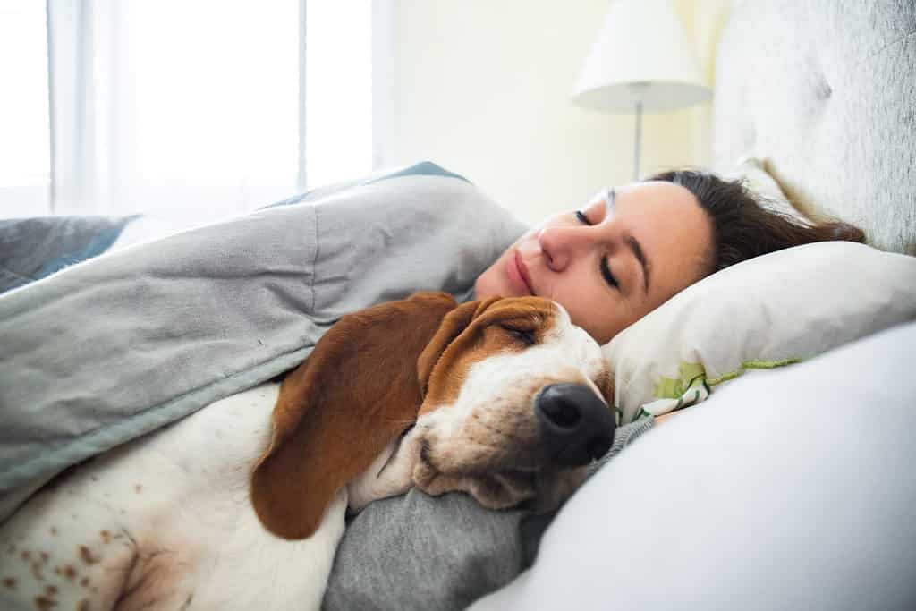 Ragazza e cane dormono insieme comodamente e coccolati a letto la mattina.  A letto con il migliore amico basset hound marrone e bianco con la faccia felice di svegliarsi accanto al tuo animale domestico