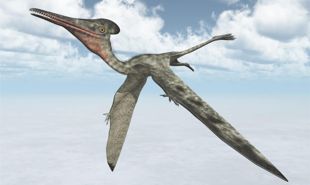 Il Visitatore di Van Meter sembrava uno pterodattilo che aveva una luce che brillava da un corno sulla testa.  