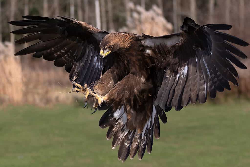 Aquila reale
