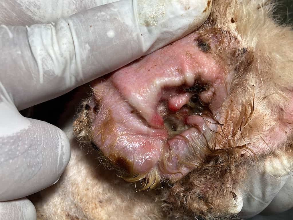 Orecchio sporco del cane. Acari dell'orecchio, otite media allergica.