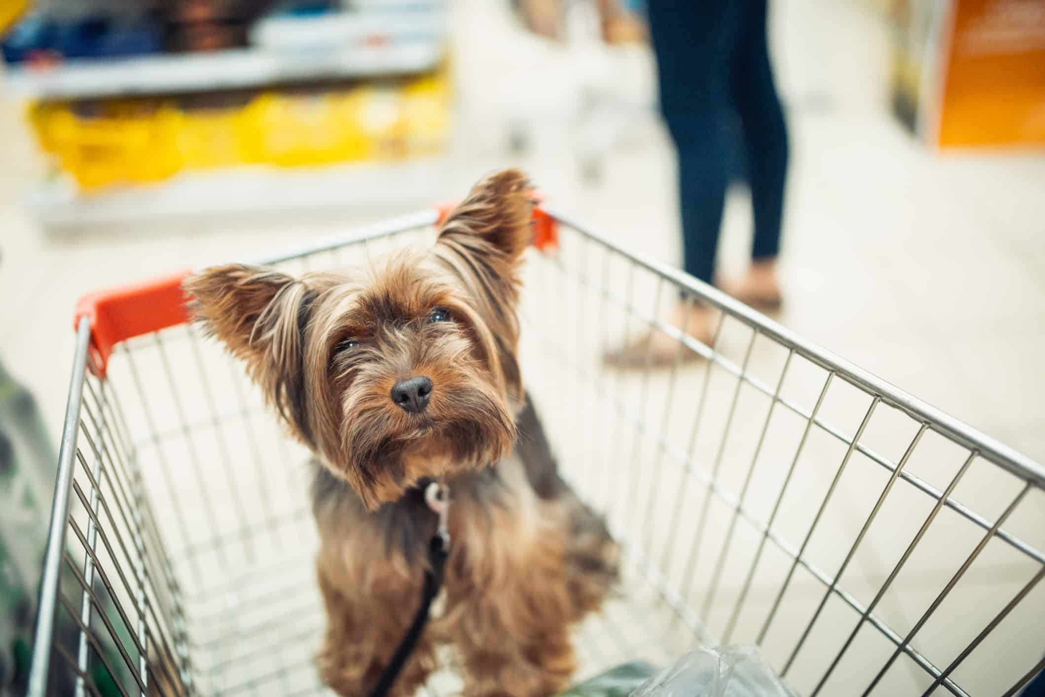 Piccolo cucciolo di cane carino seduto in un carrello della spesa su sfondo sfocato del centro commerciale con le persone. macro di messa a fuoco selettiva con vista dall'alto DOF poco profondo