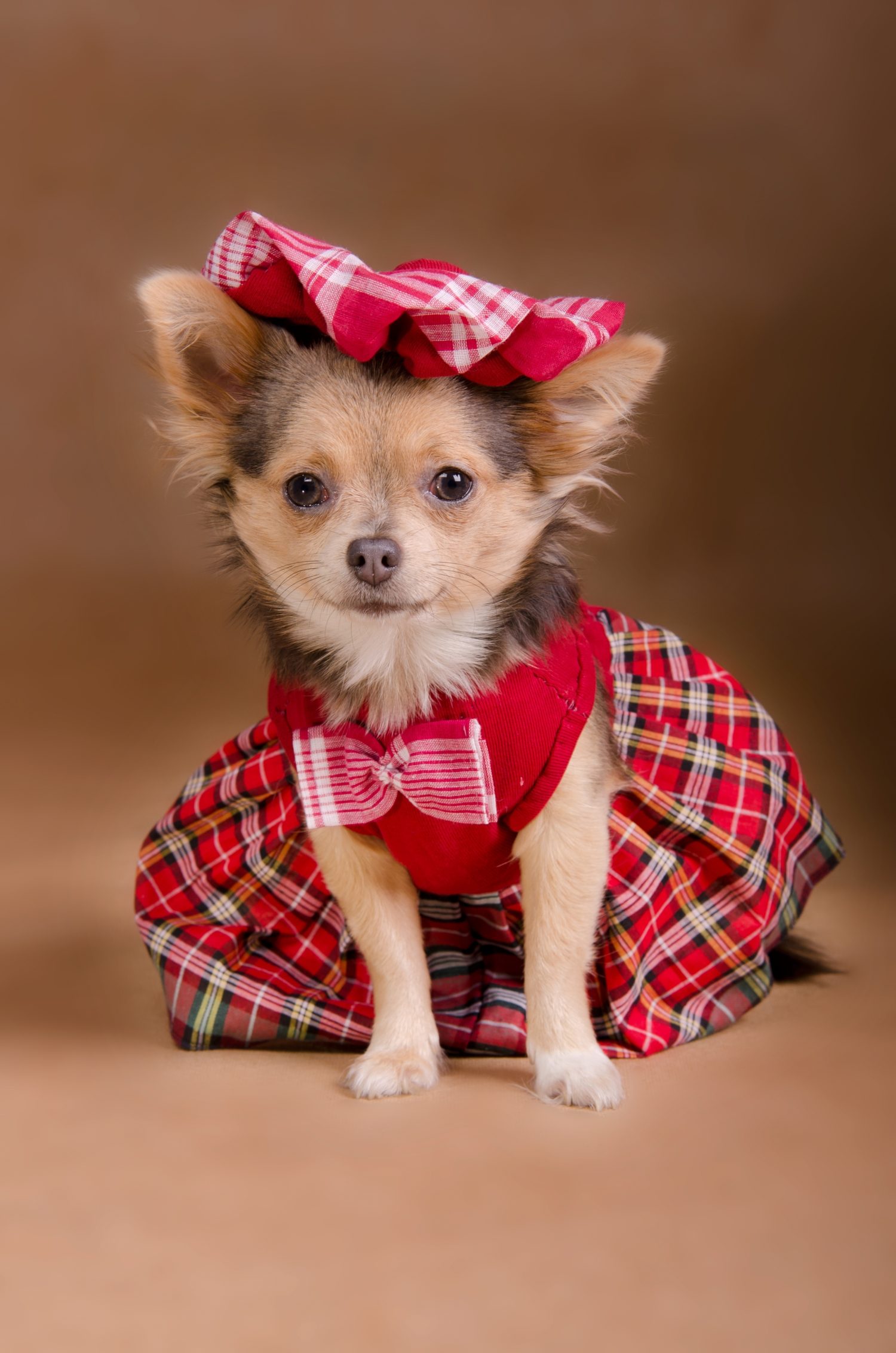 Cucciolo di Chihuahua che indossa vestito a quadretti rosso e cappuccio isolato