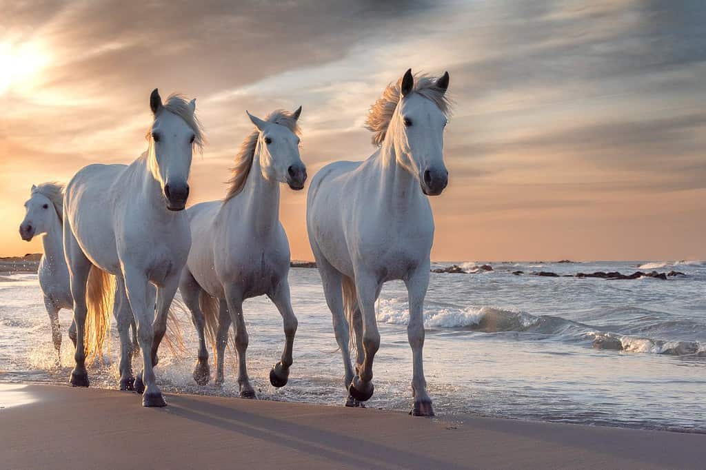Mandria di cavalli bianchi che corrono attraverso l'acqua. Immagine scattata in Camargue, Francia.