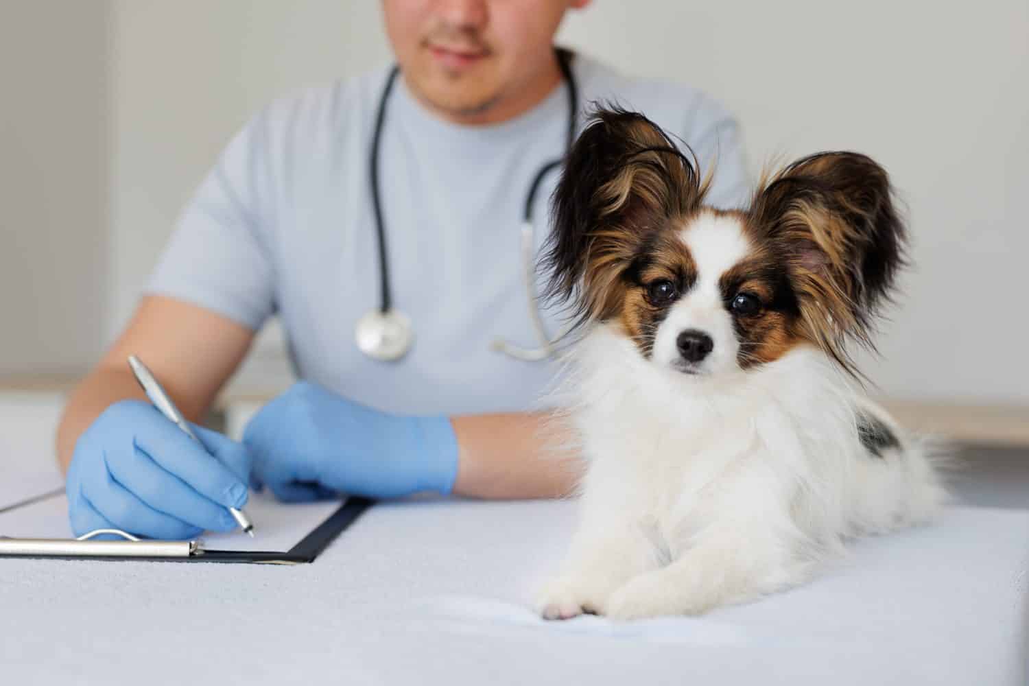 Primo piano di adorabile cane papillon sano che guarda la macchina fotografica, medico veterinario che scrive prescrizione sullo sfondo