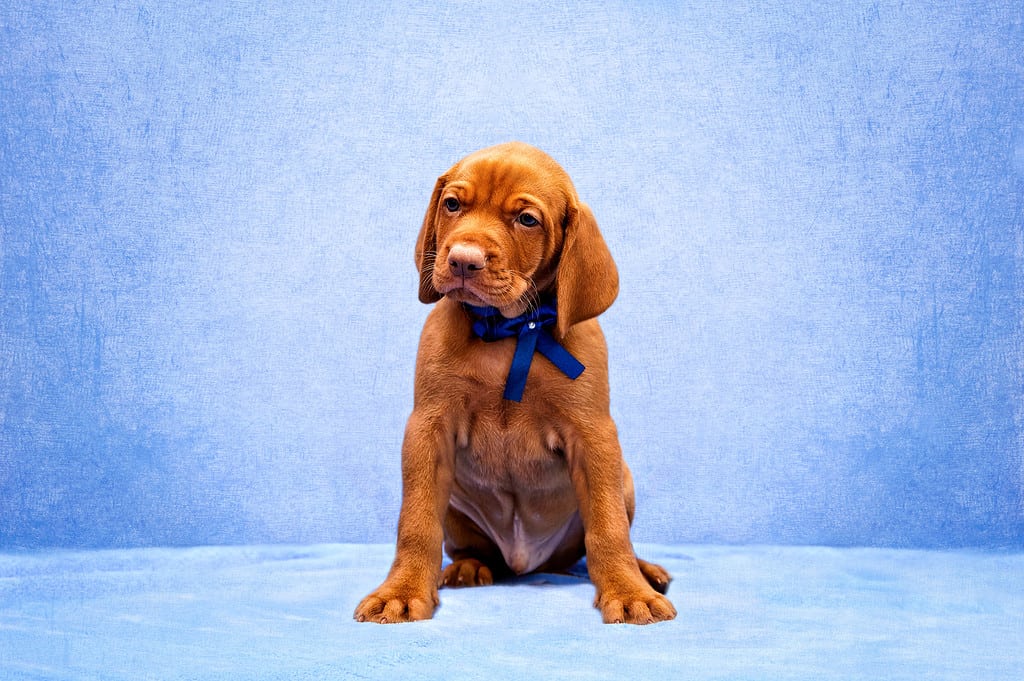 Cucciolo, Vizsla, Animale, Parte del corpo animale, Occhio animale