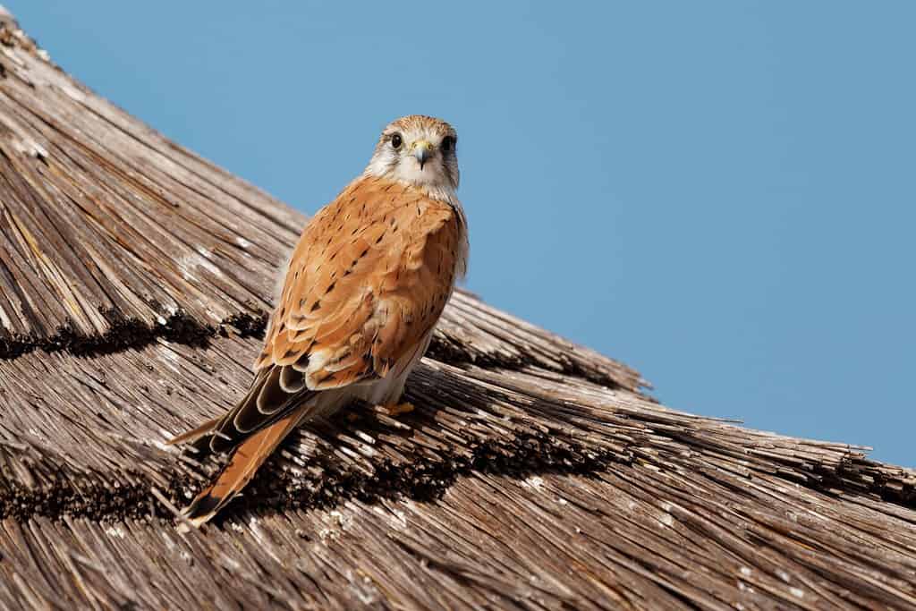 Nankeen Kestrel - Falco cenchroides anche gheppio australiano, uccello rapace originario dell'Australia e della Nuova Guinea, piccoli falchi, parti superiori rossicce pallide con remiganti nere a contrasto.