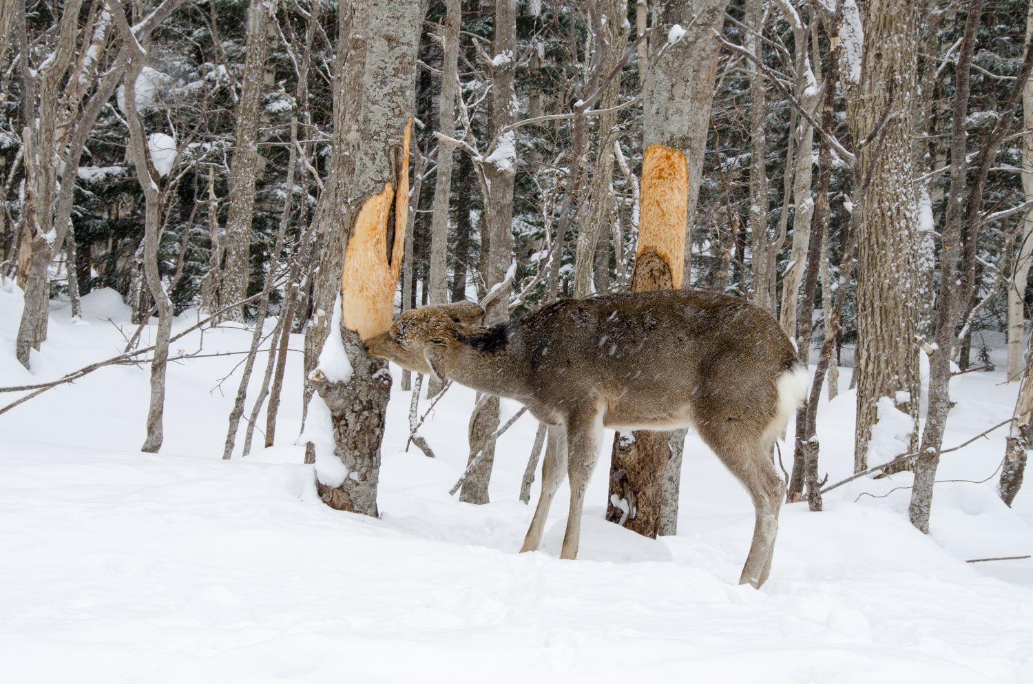 Yezo Sika Dear Eating Bark, Shiretoko in inverno, Hokaido, Giappone