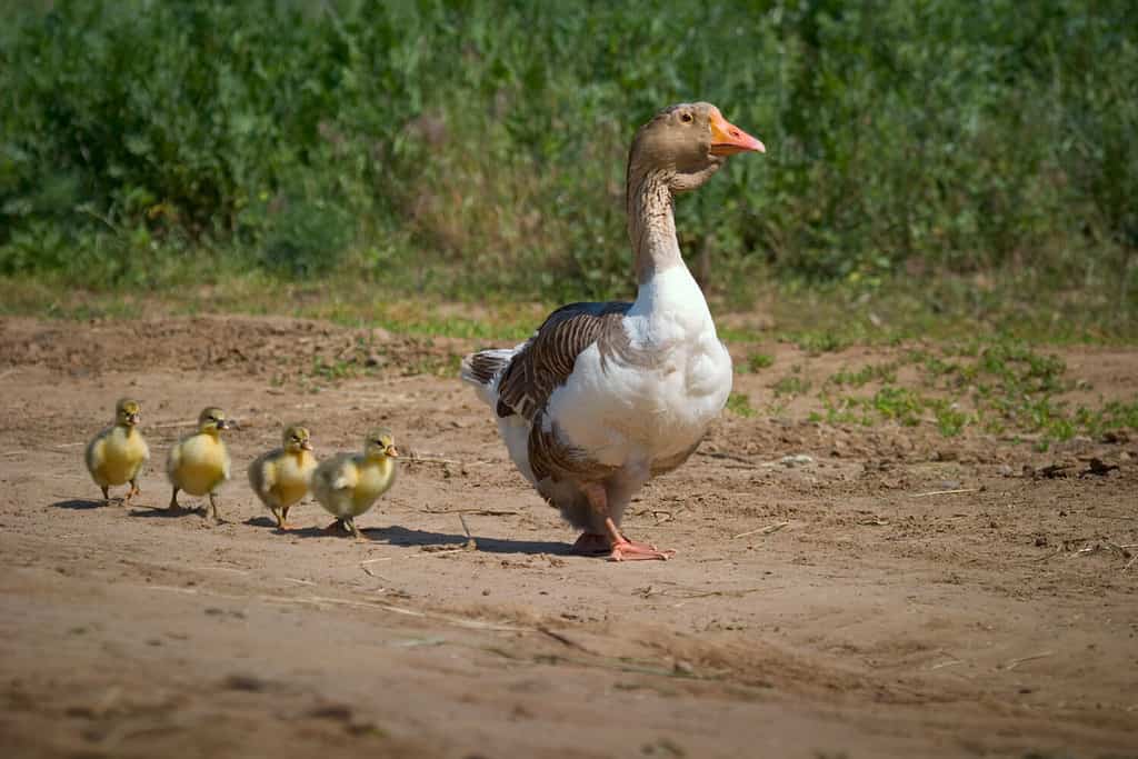 Oche fatte in casa. La mamma dell'oca porta sulla strada quattro piccole papere.