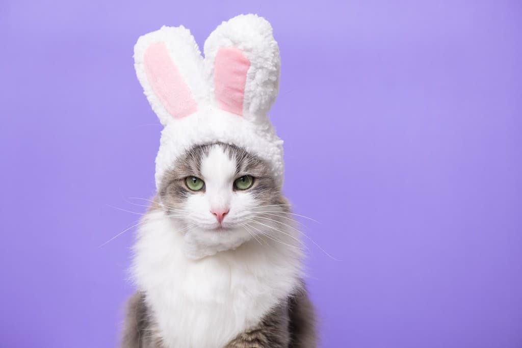 Gattino carino guardando la telecamera in costume da coniglio. Il gatto è seduto su uno sfondo viola chiaro e indossa un simpatico cappello con orecchie da coniglio. Concetto di buona Pasqua
