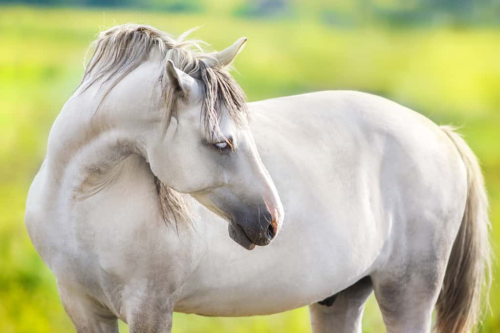 ritratto di cavallo grigio-bianco con prato verde e alberi dietro